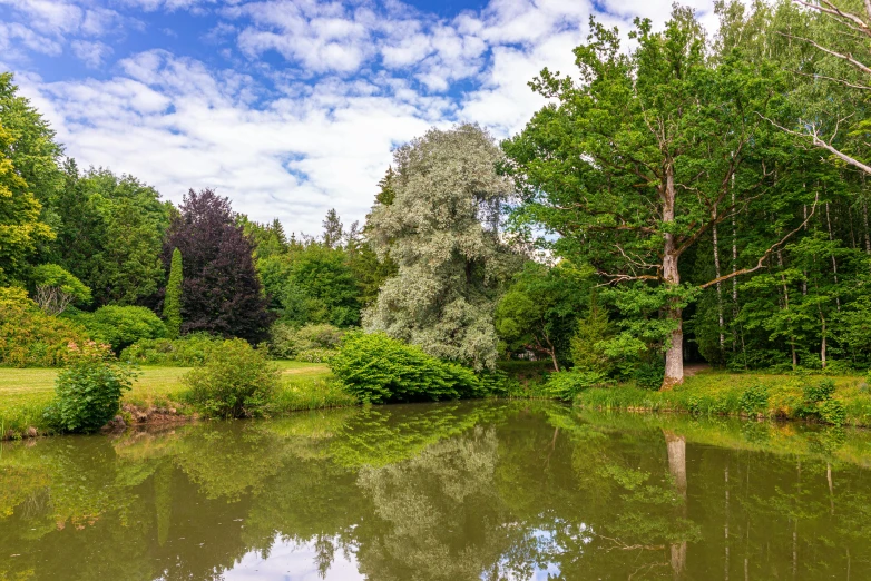 a river flowing through a lush green forest