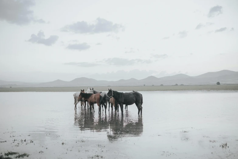 several horses stand in a shallow river as others look on