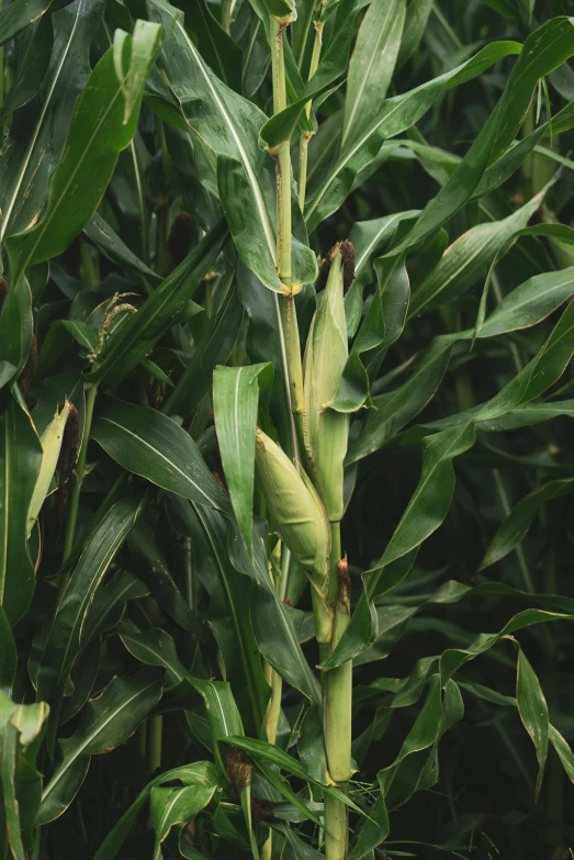 the top of a plant is open and leaves are on it