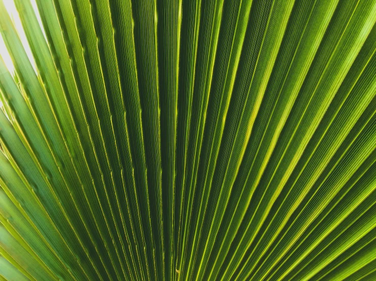 palm tree leaves are the backdrop in this close up pograph