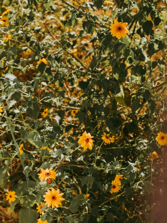 a yellow bush with some yellow flowers and leaves