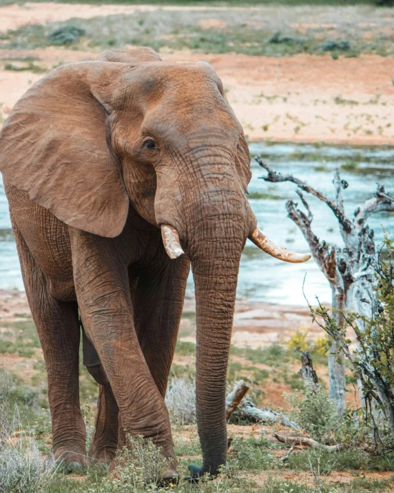 a single elephant standing in a field with trees