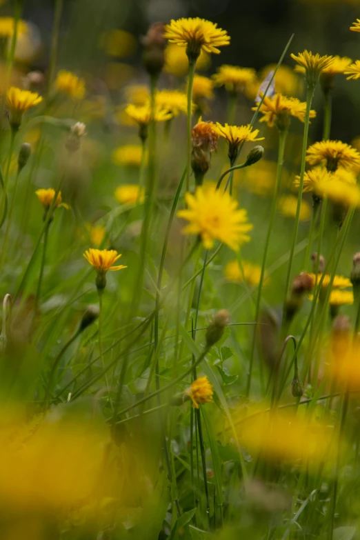 many yellow flowers with long stems and green foliage