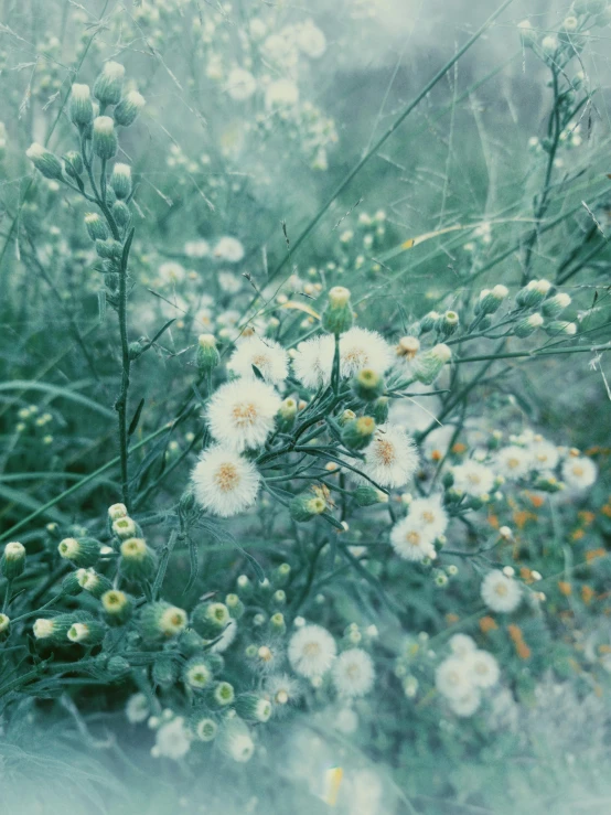 a close up of some white flowers near each other