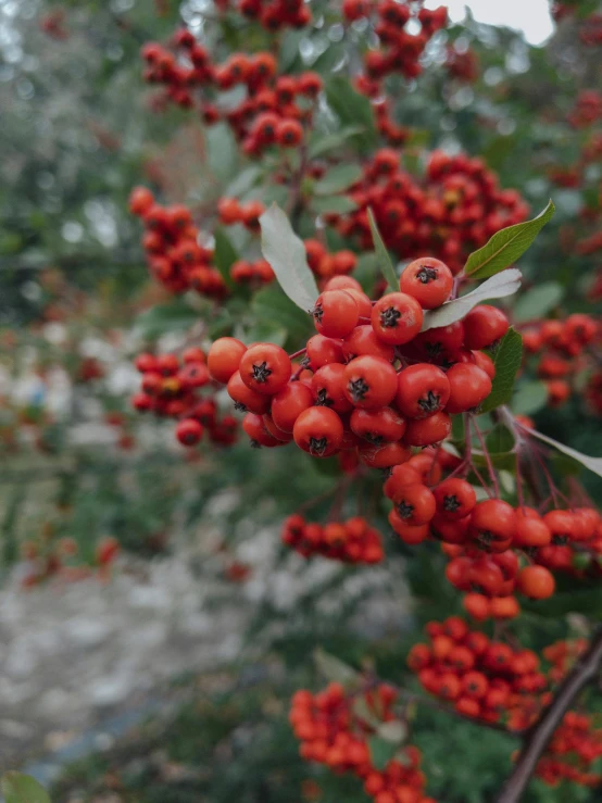 berries with the leaves and small berries still on the nch