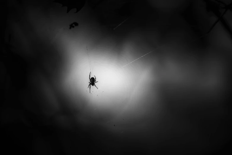 a spider is hanging from the end of its web