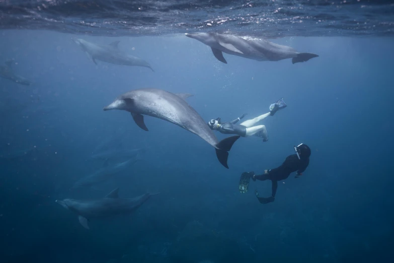 a couple of people are diving with dolphins