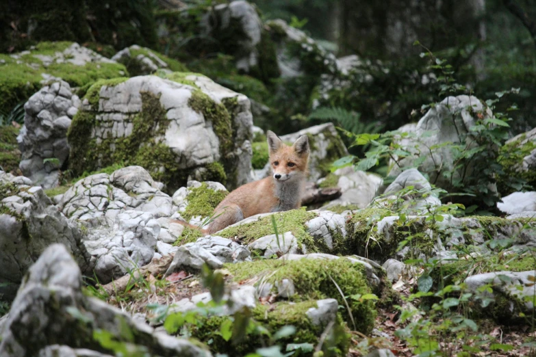 an animal laying on top of rocks surrounded by grass