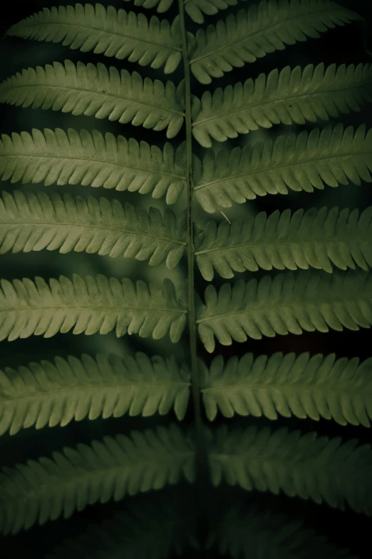 a green leaf on the ground