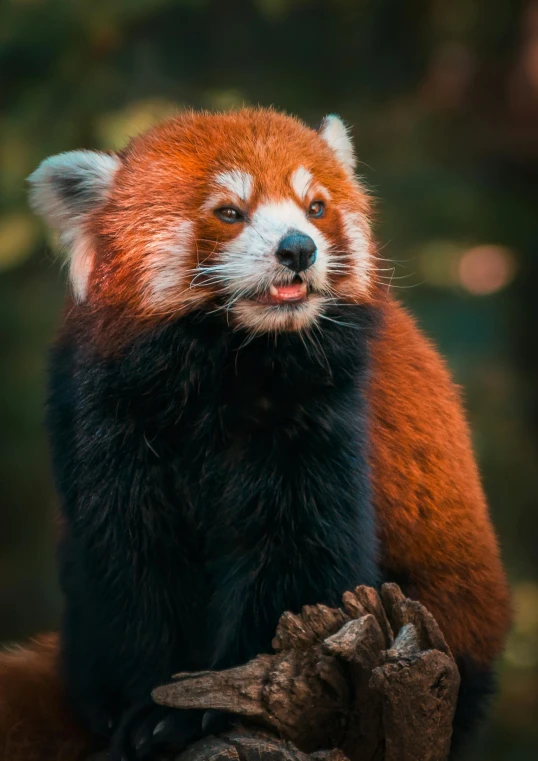 a very cute red panda sitting on top of a tree