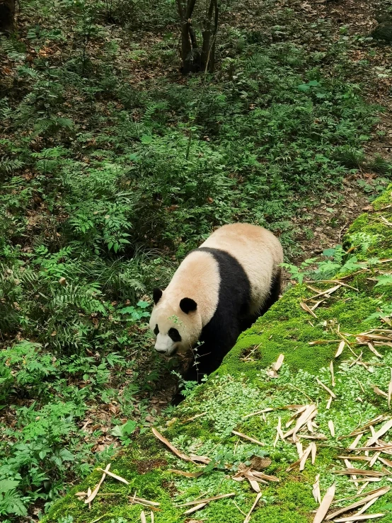 a black and white panda bear standing on top of green grass