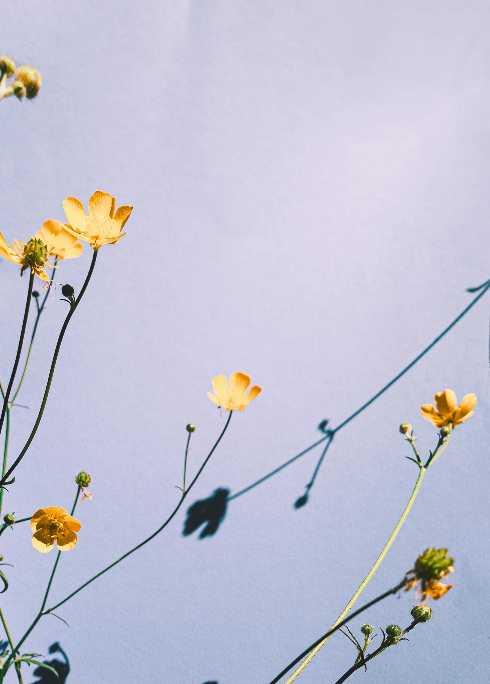 a bunch of yellow flowers with shadow on the surface