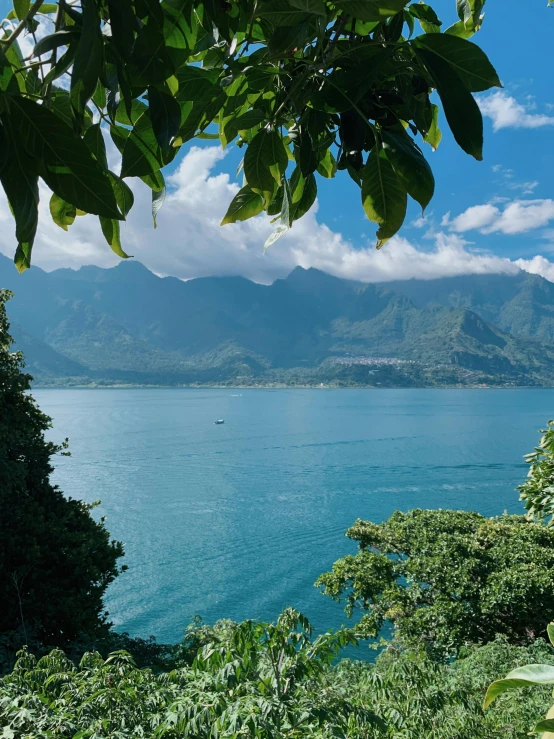 a beautiful view from inside some woods of a hill by the water