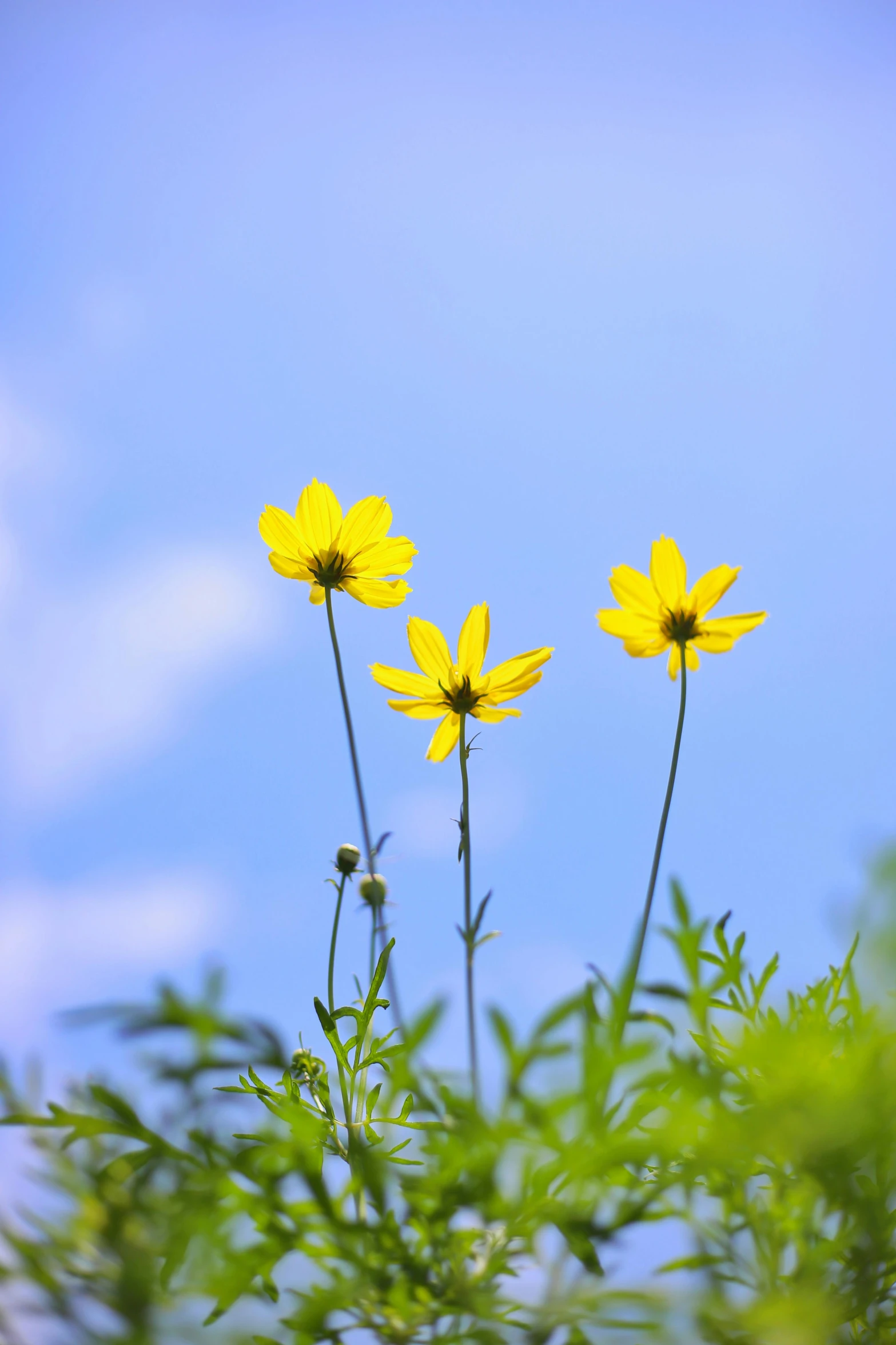 three yellow flowers with leaves on the bottom of them