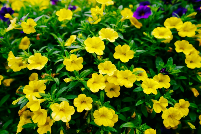 yellow flowers in a flowerbed next to some purple flowers