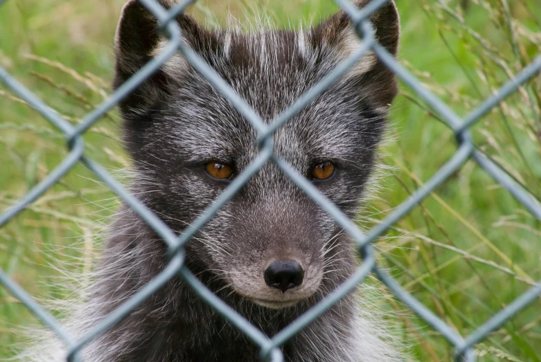 a close up of a furry animal behind a chain link fence