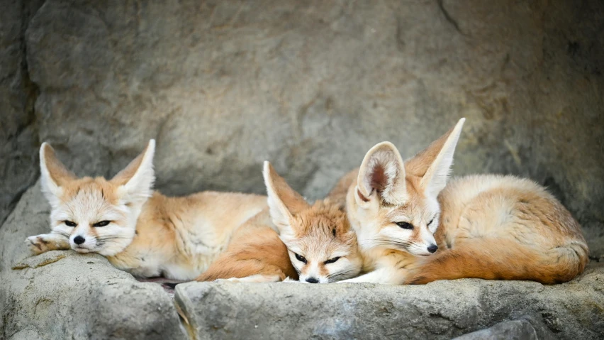 two baby foxes are resting together by the rocks