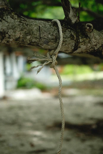 a close up of a tied up nch on a tree
