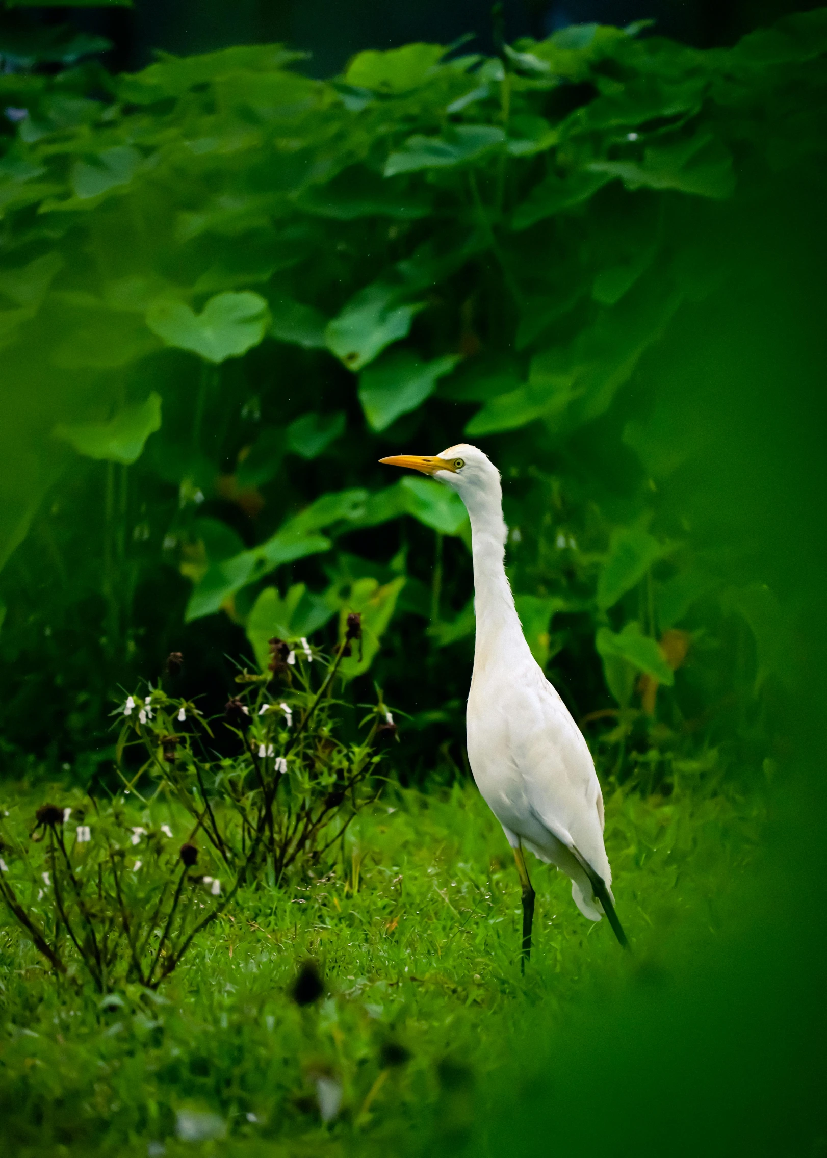 an egret stands near flowers and shrubbery in a forest