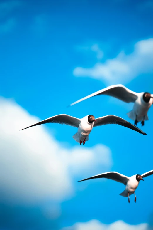 two seagulls flying with their beaks down