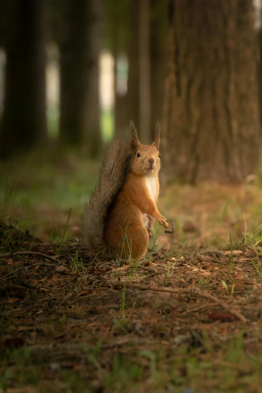 the squirrel is standing with its leg up against the tree