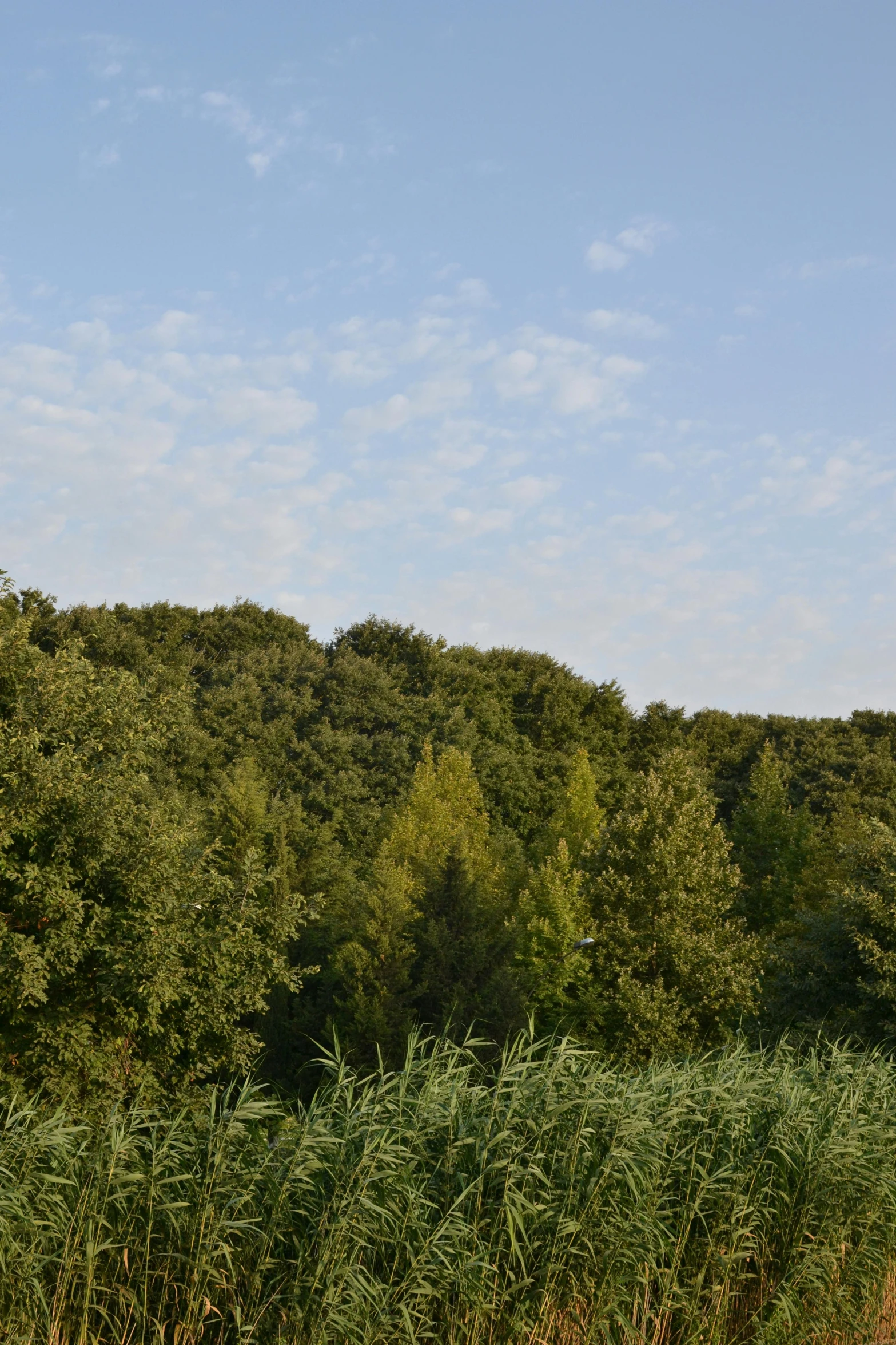 there is a large giraffe in the middle of a forest