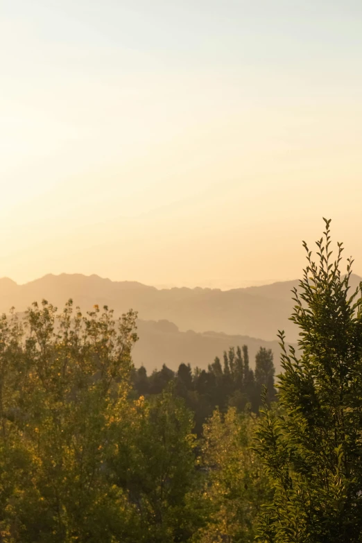 an image of trees on the slopes at sunrise