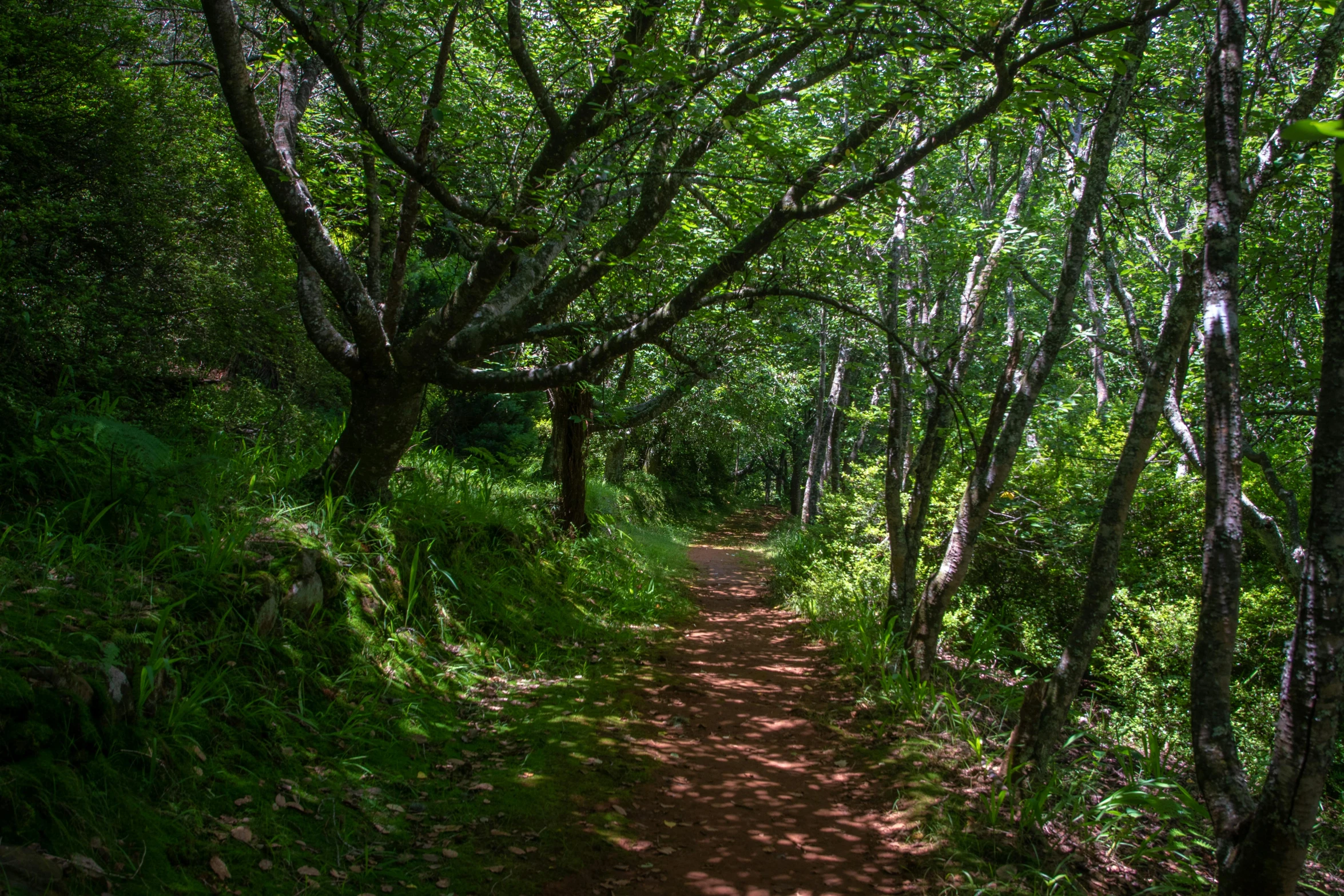 a forest path with many trees near it