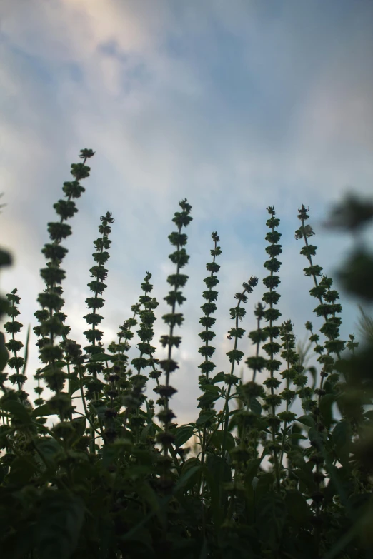 a group of flowers that are standing in the grass