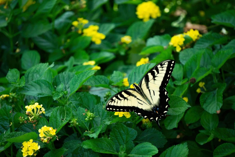 a very pretty erfly on a yellow flower