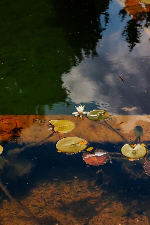 autumn leaves floating on the water and reflections in it