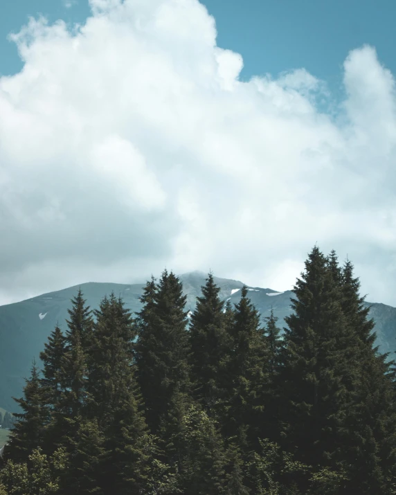 a couple of pine trees and a mountain