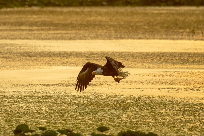 an eagle landing on water with it's wings open