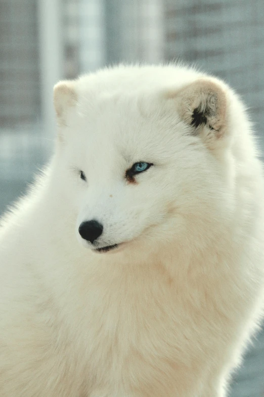 an arctic fox with blue eyes stands in snow