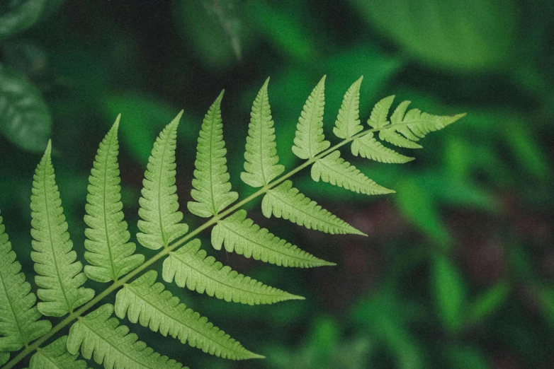 the leaves of a plant with many green highlights