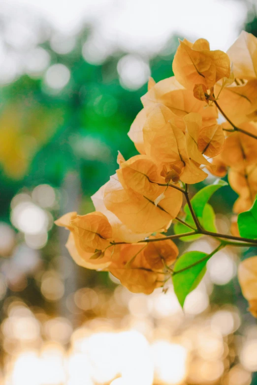 a bunch of flowers blooming on top of green leaves