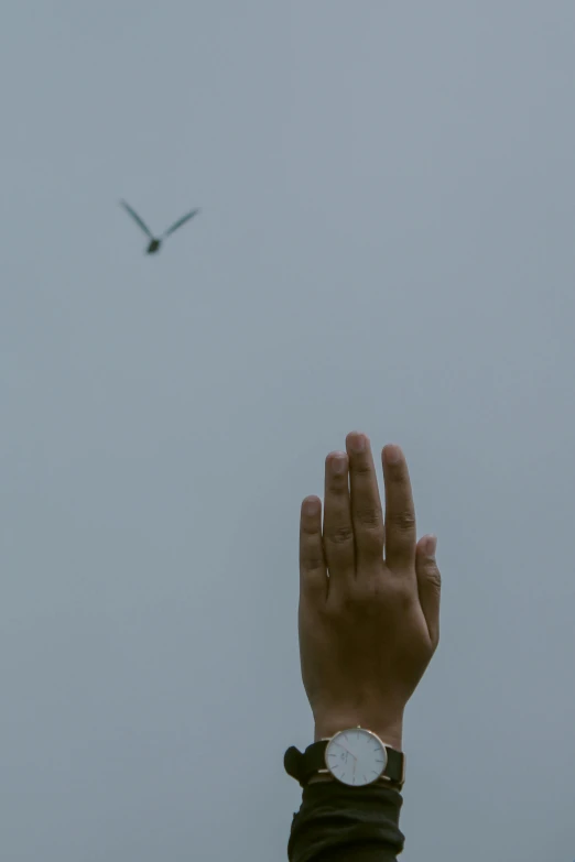 hand reaching up toward flying bird in sky