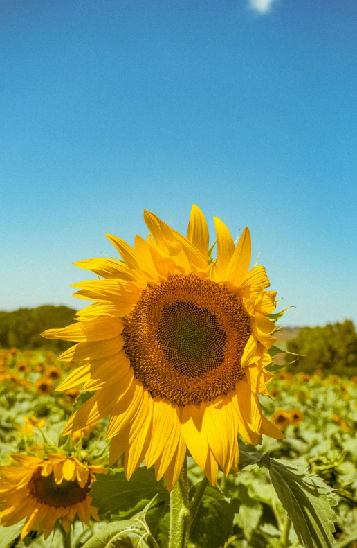 the sunflowers are in a field of green