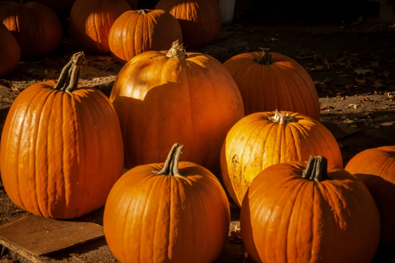 pumpkins for sale are displayed on display