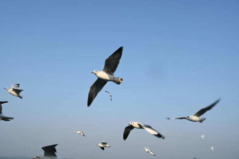 some seagulls flying in the air by water