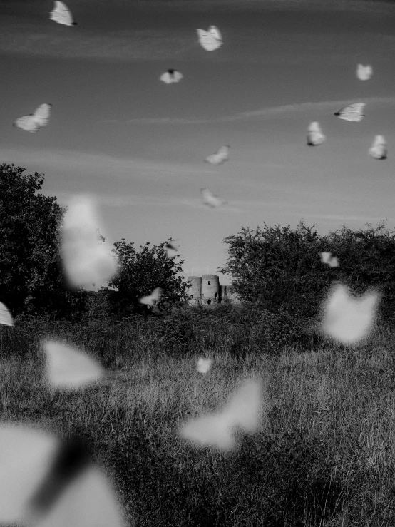 a group of birds are flying in the sky