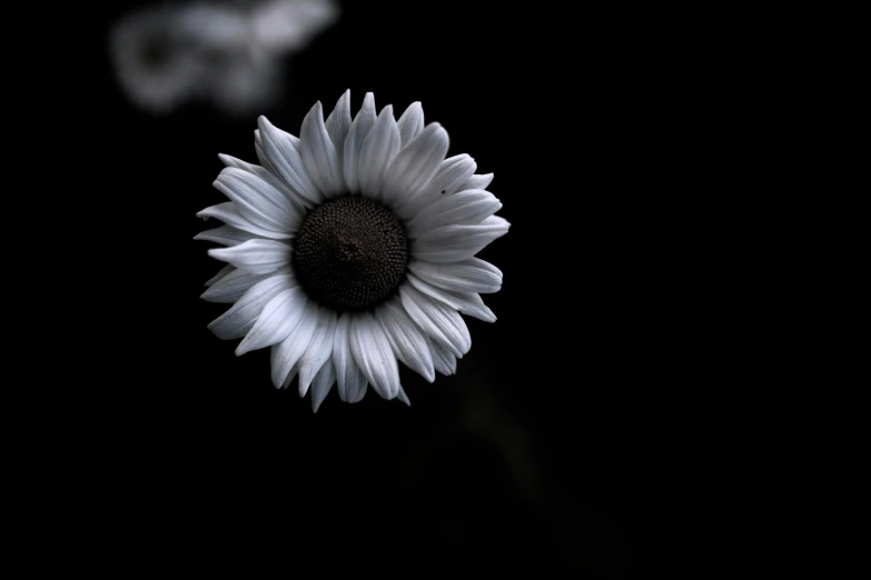 this is a very big sunflower in the dark