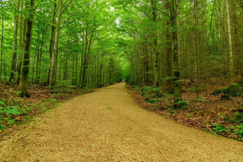 an image of a trail in the woods