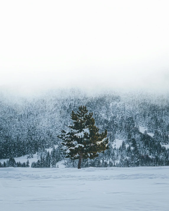 snow covered hill and evergreen tree with trees