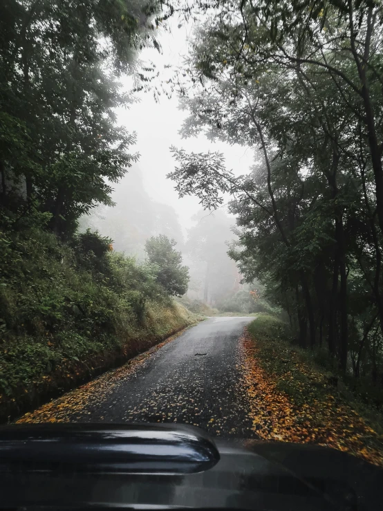 a car windshield with the dashboard facing forward as it comes out of the trees in a fog