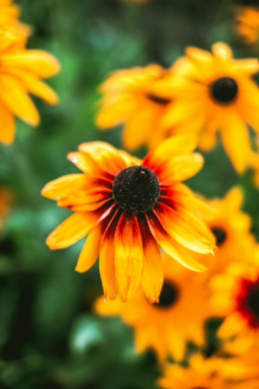 yellow flowers with red centers are blooming in the sun