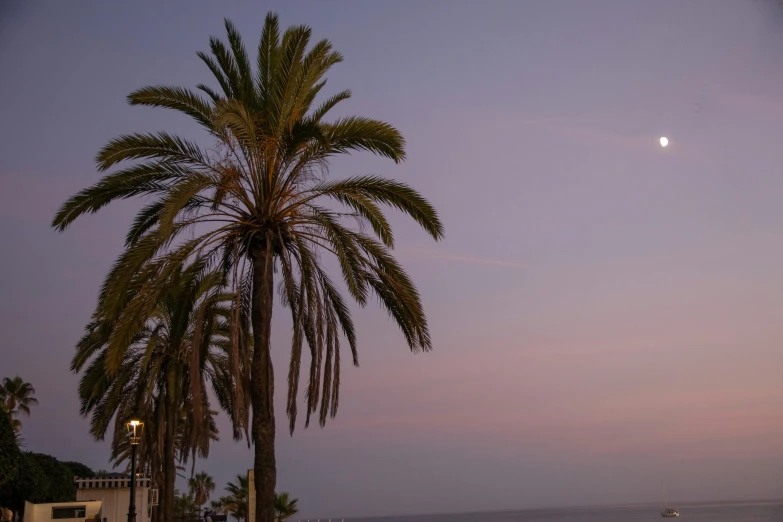 palm tree sitting on the side of a road