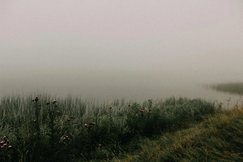 water with flowers in it and fog in the sky