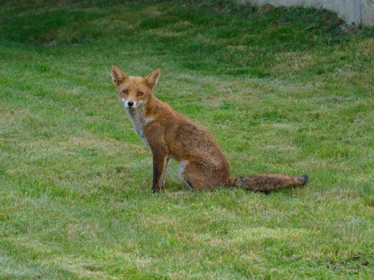 an image of a red fox sitting in the grass