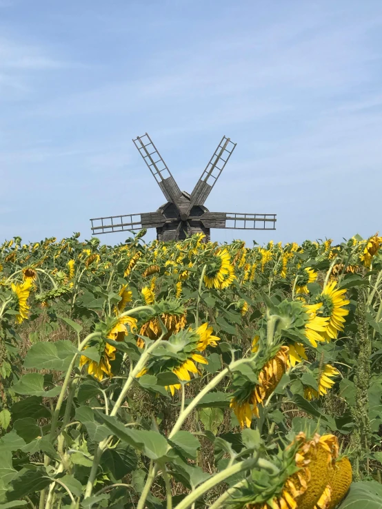 a big field with a bunch of flowers near a windmill